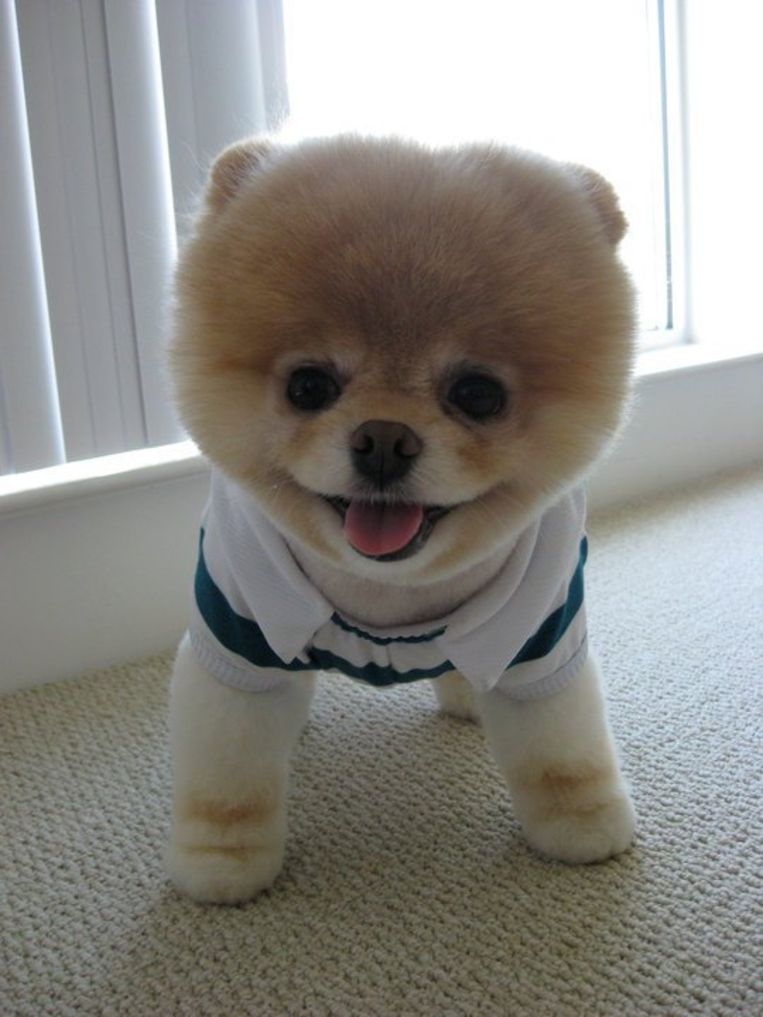 Maak met Boo, de schattigste hond ter wereld | Het Parool