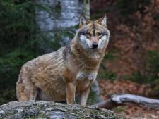Jonge wolf nieuwsgierig naar uitgelaten honden in bos bij Amerongen: ‘Blijf rustig en praat tegen ’m’