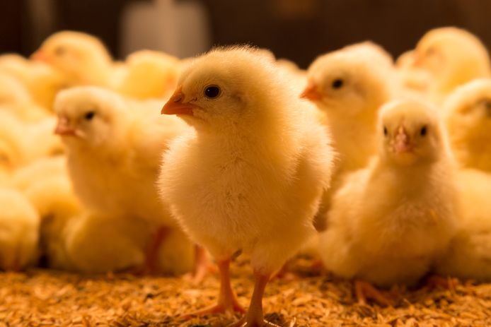 Ter illustratie: kuikens in de stal van een opfokbedrijf.
