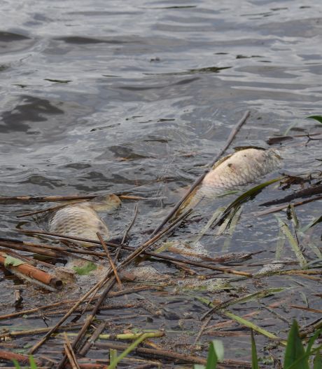 Nog steeds gaan er vissen dood in Vriezenveen, onderzoek naar aanwezigheid parasiet in vijver
