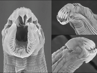 Bekijk de bodem door een microscoop, en je stuit op monsterlijke wezens - die uiterst nuttig blijken