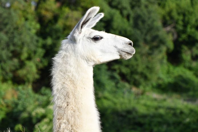 Een lama - niet het dier op deze foto - kan ons mogelijks helpen om het coronavirus te overwinnen.
