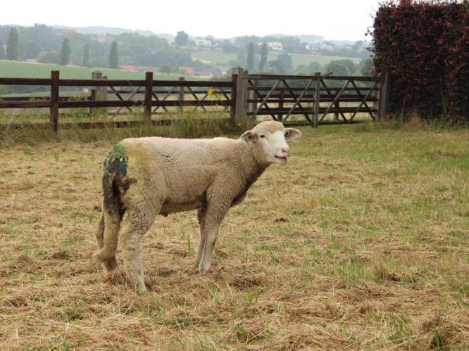 Veertigtal verwaarloosde dieren in beslag genomen in Naams dorp: rottende schapen lagen op de grond