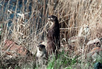 Daar is hij dan echt: otter keert terug in de Biesbosch en rolt uitgebreid voor de wildcamera
