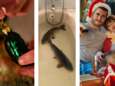 Een augurk in de kerstboom of karpers in bad: deze 6 (bizarre) kersttradities zijn het ideale gespreksvoer aan de feesttafel