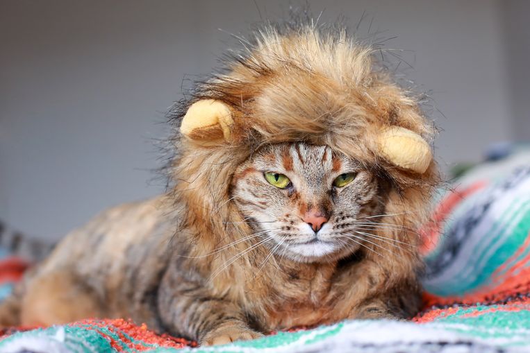 Dragende cirkel Schilderen Specialiseren Leeuwen zien een kat niet echt als een soortgenoot, meer als een borrelhapje