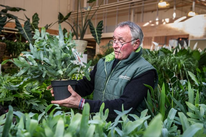 Deze man werkt bij Tuincentrum Coppelmans. Voor de fulltime 55-plussers bij Coppelmans worden geen uitzonderingen gemaakt. Ze krijgen geen extra vrije dagen en ze moeten ook gewoon op zondag werken. Foto Koen Verheijden.