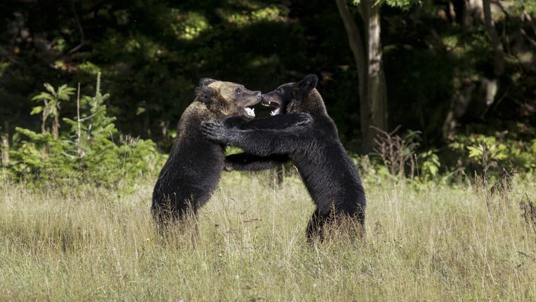 Jonge bruine beren worstelen met elkaar op het Japanse eiland Hokkaido. Beeld epa