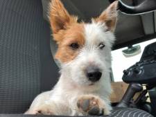 Jogger die hondje Dribbel doodstak is opgepakt na verspreiding van camerabeelden