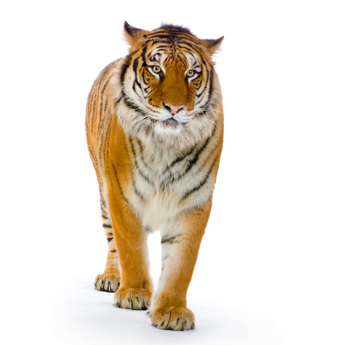 De Christopher Colombus High School in Miami dacht dat het leuk was om voor het jaarlijkse eindfeest een echte tijger te regelen.
