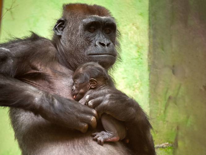 Een week goed nieuws: babygeluk in de Zoo en andere verhalen die je blij maken