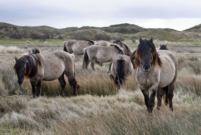 Een groep konikpaarden uit de Oostvaardersplassen die niet naar de slacht gingen maar werden overgeplaatst naar natuurgebied De Slufter.