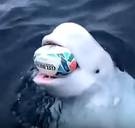 Witte dolfijn die met rugbybal speelt in oceaan is mogelijk Russische ‘spionwalvis’