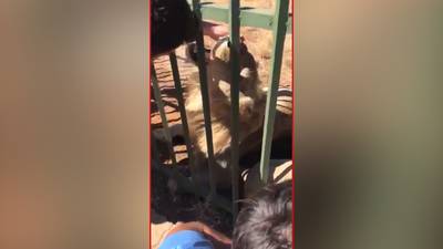 Leeuw hapt in hand aaiende bezoeker