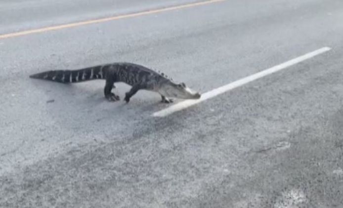 De alligator stak in de Canadese stad Montreal de straat over.