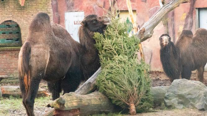 Oh dennenboom? Voor deze dieren zijn oude kerstbomen een fijne verrassing (én smakelijk)