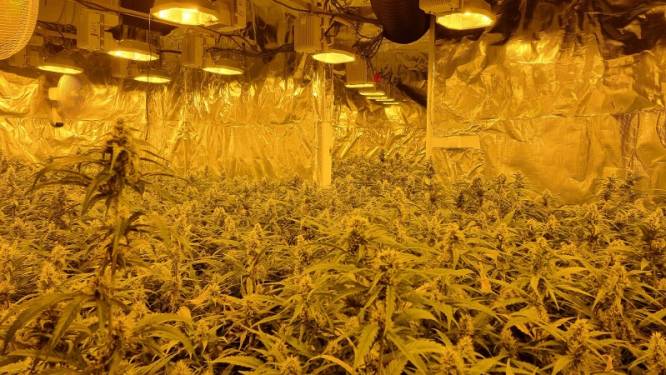 Politie rolt hennepkwekerij in gemeente Terneuzen op, 22-jarige Rotterdammer aangehouden