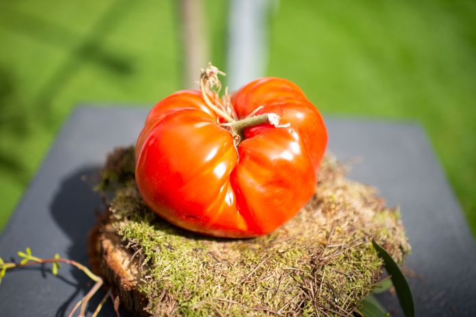 Élever des insectes qui se nourrissent de nuisibles permet de protéger efficacement et sans pesticide les plants de tomates.