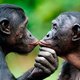 Frans de Waal: waarom mannen op chimpansees lijken en vrouwen op bonobo's