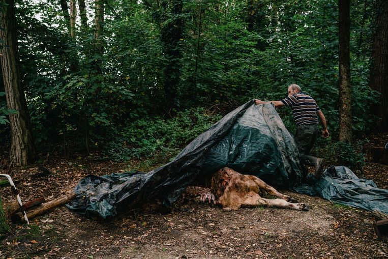 Onrust in Oudsbergen ‘Mensen zien nu elke dag wolven. Is dat nog normaal?’