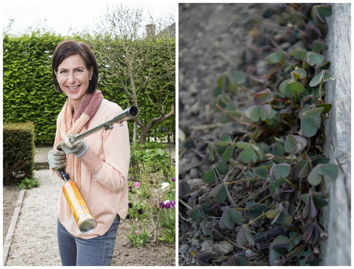 Onkruid, ook het mooie oxalis of gehoornde klaverzuring (rechts op de foto), moet je met grove middelen bestrijden.