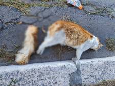 Un chat tué avec des pétards en Italie: “Quelqu'un a pensé à célébrer le Nouvel An comme ça”