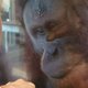 Bijzonder: orang-oetan gefascineerd door brandwondenslachtoffer