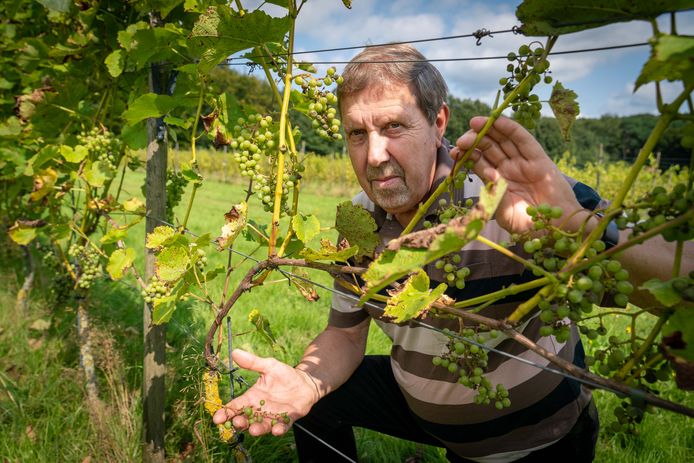 Jos van Hummel toont de slechte wijnoogst op Landgoed Mariëndaal.