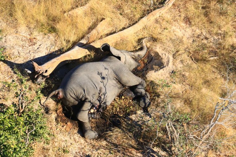 In Botswana vielen de afgelopen maanden honderden olifanten ogenschijnlijk uit het niets dood neer. Beeld Hollandse Hoogte / EPA