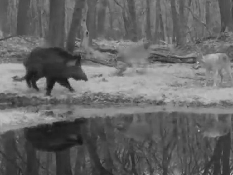 Wild zwijn bijt vijf jonge wolven van zich af op de Veluwe
