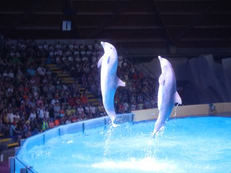 Hoe lang kan dolfinarium van Brugge nog openblijven na dood van jongste dolfijn Ori? “Dieren kunnen toekomst krijgen in een opvangcentrum”