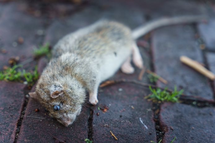 Een dode rat op straat, helaas geen uitzondering in delen van Den Haag