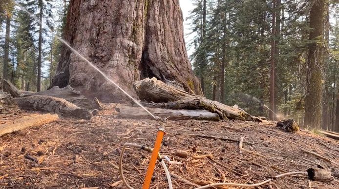 De Grizzly Giant-sequoia wordt nat gehouden om hem te beschermen tegen het vuur.