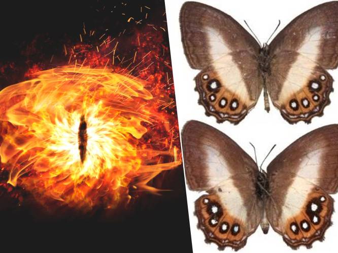 Nieuwe vlindersoorten vernoemd naar ‘Lord of the Rings’-slechterik Sauron