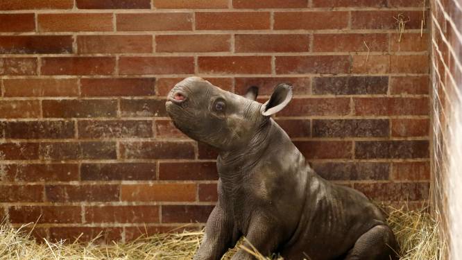 Ernstig bedreigde neushoornbaby geboren in Tsjechisch safaripark: derde in jaar tijd