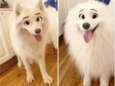 Nieuwe filter tovert je hond om tot een schattig Disney-figuur