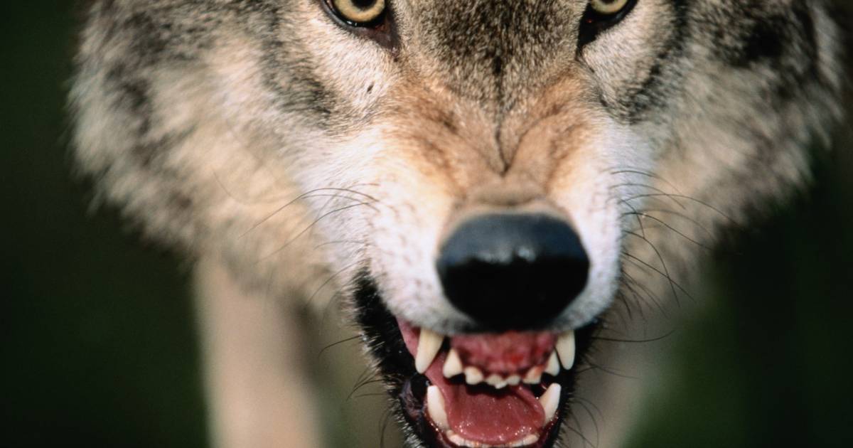 Boos op de wolf: foto’s van aangereden wolven worden honderden keren geliket.