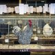 Nieuwe maatregelen tegen vogelgriep