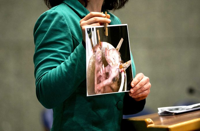 Esther Ouwehand (PvdD) laat een foto zien in de Tweede Kamer tijdens het debat over misstanden in varkensstallen.