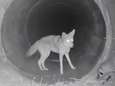 Hartverwarmende vriendschap tussen coyote en zilverdas vastgelegd op video