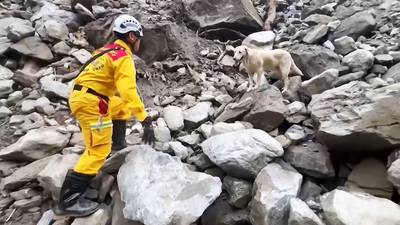 Hij was “te speels” om drugshond te worden, maar nu steelt deze labrador alle harten bij reddingsactie na aardbeving in Taiwan