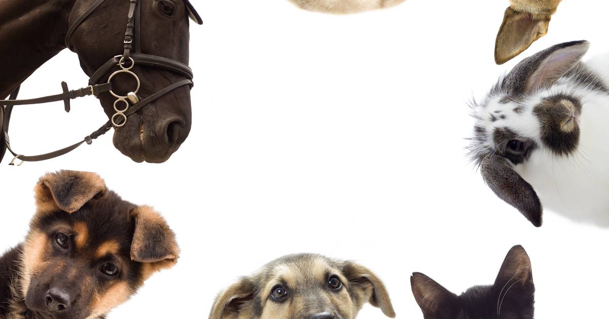 Een huisdier is net zo slecht voor het milieu als met je