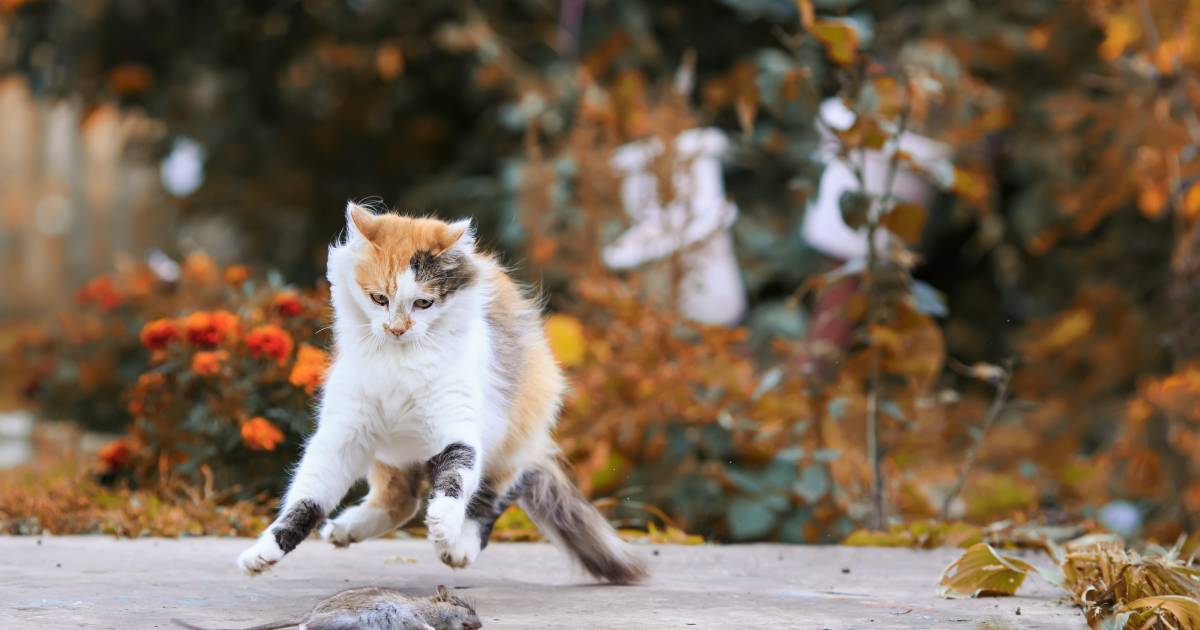 Ministerie Kat Mag Gewoon Naar Buiten Politiek Ad Nl