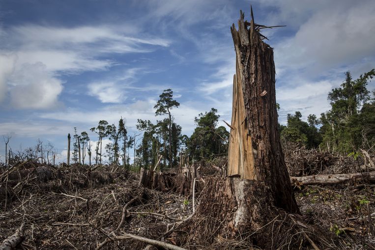 Perusahaan kelapa sawit terbesar di dunia meluncurkan rencana untuk memerangi deforestasi