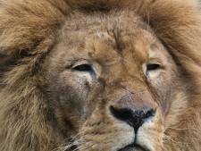 Leeuw Dukat overleden in DierenPark Amersfoort