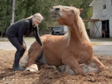 Flatulent paard Hogan gaat viraal met hilarisch salvo windjes