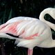 Oudste flamingo ter wereld overleden (83 jaar)