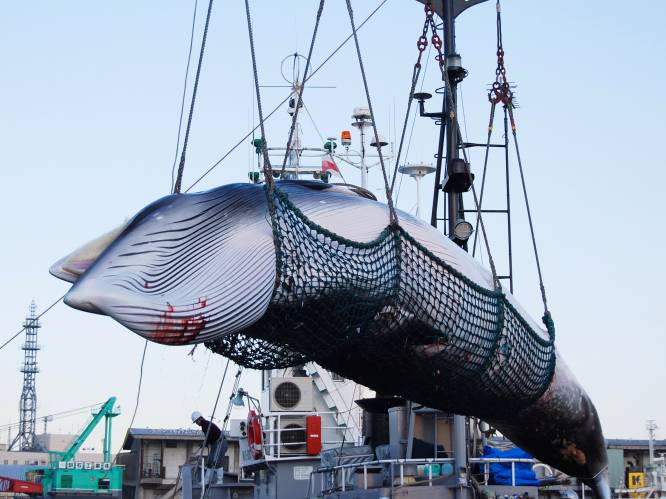 Japan gaat weer commercieel jagen op walvissen