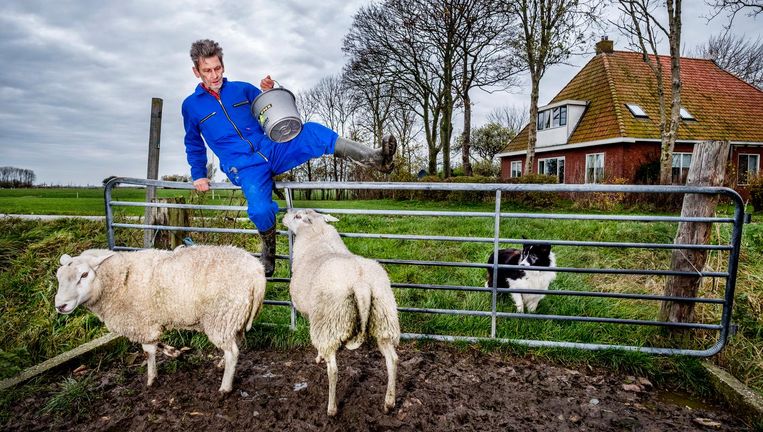 Hoe het schaap uit de polder verdwijnt - Volkskrant