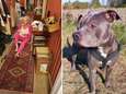 Vrouw was erg bang voor pitbull van buurman en vond hem “gemeen” tot hij haar leven redde